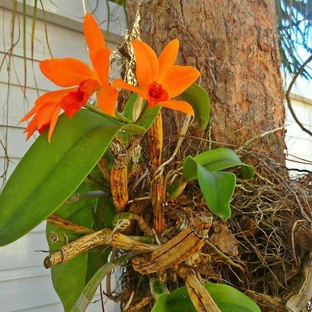 Pousada Orquideas Guarujá Kültér fotó